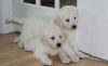Lovely AKC Golden Retriever puppies