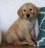 Golden Retriever Puppies Available Now