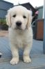 Golden Retriever Boy And Girl Puppy For Sale