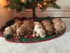 Cute Golden Retriever puppies