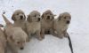 English golden Retriever puppies!