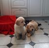 Kc Registered Georgous Golden Retriever Puppies
