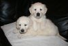 AKC Cream Golden Retriever Puppies Adorable, smart,