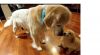 Sweet male and female Golden Retriever babies ready..
