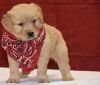 Awesome Golden Retriever Puppies Available