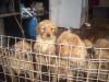 Akc English Golden Retriever puppy's