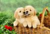 Akc Registered Golden Retriever Puppies