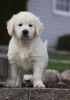 Lovely AKC Golden Retriever Puppies For Sale.