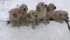 English Golden Retriever Puppies!