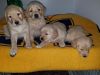 Akc Golden Retriever Puppies