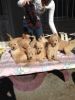 English Cream Golden Retriever Puppies!!!