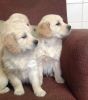 Golden Retrieval puppies