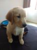 Adorable aKC registered golden retriever puppies for rehoming