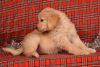 (Golden retriever puppies, limited akc,males only, 1st & 2nd shots &d