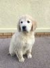 4 Left To Reserve White Goldendoodle Puppies