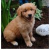 Golden Retriever Puppy Male & Female Need Homes