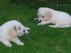 Beautiful Golden Retriever Puppies for adoption text me (xxx) xxx-xxx3