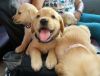 Golden Retrievers Puppies for fast respond text us xxx-xxx-xxxx