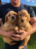 Adorable GOLDEN puppies ready to go to their forever home...