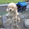 Friendly Golden Retriever puppies available