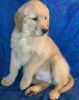 Gorgeous AKC Registered Golden Retriever Pups