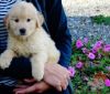 Cute male and female Golden Retriever puppies ready to go to good home