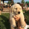 Adorable Golden Retriever puppies potty trained. Text xxx-xxx-xxxx