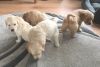 Stunning AKc Golden Retriever Pups Reg Fully Health Tested