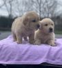 Golden Retriver puppies for Adoption