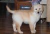 AKC male and female Golden Retriever puppies
