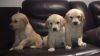 Adorable AKC Golden Retriever puppies. Call or text at +1 3xx xx7-6xx4