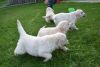 Adorable AKC Golden Retriever puppies. Text us at +1 4xx xx8-0xx6