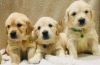 Gorgeous AKC Golden Retriever puppies. Text us at +1 4xx xx2-5xx9.