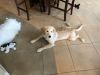 Amazing, well trained 6 month old Golden Retriever