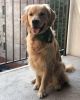Need to Rehome 1yr Old Golden Retriever