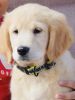 9 weeks old Golden Retriever puppy for sale- AKC Registered