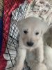 Golden Retriever puppies - Cream color - AKC registered