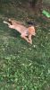 Great golden retriever 5 months, fun, loving, family dog