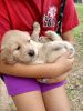 Registered Golden retriever puppies