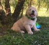 Golden Retriever puppies for free