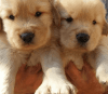 Male And Female Golden Retriever Puppies