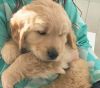 Sadie Cutier Golden Retriever Pup