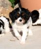 stunning litter cavalier king charles puppies for sale