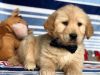 Golden Retriever puppies For Sale