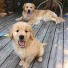 Golden Retreivers Puppies Read for thier new homes