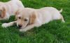 Perfect Golden Retrievers for homes