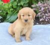 Gracious Golden Retriever puppies available for sale