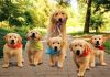 Adorable Golden Retrievers puppies ready for forever homes
