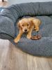 Golden Retriever puppy for sale, 9 weeks!