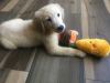 Lovable 3 month old purebred golden retriever puppy